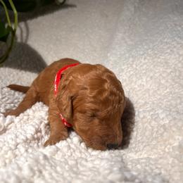 Goldendoodle Puppies from PurdyDoodles