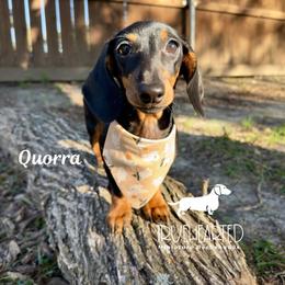 Quorra - Black and tan female Dachshund puppy in Royse City, Texas from Truehearted Miniature Dachshunds