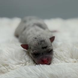 Elli - Merle female Chihuahua puppy in Lee Center, New York from Alfheim-Andromeda Chihuahua's (A &A's)