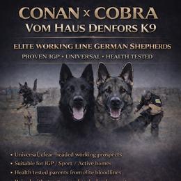 German Shepherd puppies from Vom Haus Denfors K9 - Working German Shepherds