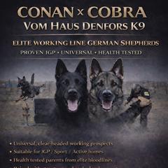 German Shepherd puppies from Vom Haus Denfors K9 - Working German Shepherds