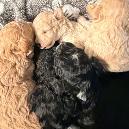 Boy 1 - Black male Poodle puppy in Orlando, Florida from Florida Miniature Poodles