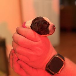 Hot Pink - Liver and white female German Shorthaired Pointer puppy in Ash Flat, Arkansas from SmokePoint GSPs