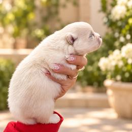 Tiffany - Cream parti female Pomeranian puppy in Grand Prairie, Texas from D’ Pomlovers