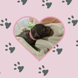 Lauren - Black female Portuguese Water Dog puppy in Jacksonville, Florida from Atlantic Coast PWD