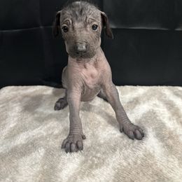 Jazz - Blue female Peruvian Inca Orchid puppy in Atlanta, Georgia from La Siren