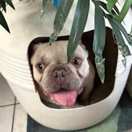Peppa - French Bulldog