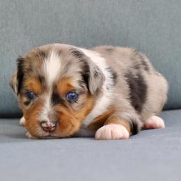 LAZULI aka Zuli - Blue merle female Miniature American Shepherd puppy in Bixby, Oklahoma from Roeboat Aussies