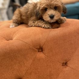 Havanese and Havapoo Puppies from Ladypawspuppies