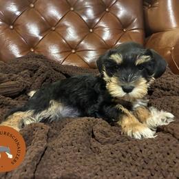 Kilala - Black female Miniature Schnauzer puppy in Phoenix, Arizona from Sabrina's Miniature Schnauzers