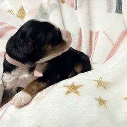 Light Pink - Tri-color female Bernedoodle puppy in Temperance, Michigan from Michigans Bernedoodle’s