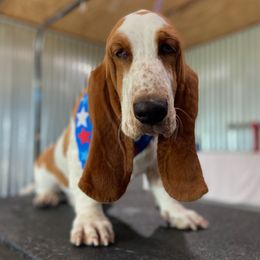 Holly - Basset Hound