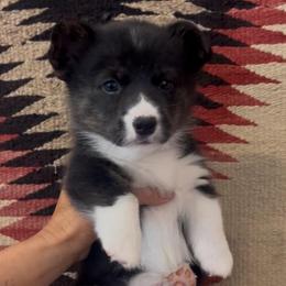 Willie - Black and white male American Corgi puppy in Tome, New Mexico from Blue Diamond Welsh corgis