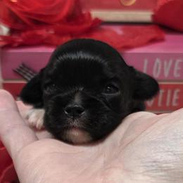 Gaston - Black and white male Cavalier King Charles Spaniel puppy in Stilwell, Oklahoma from Love Bug Cavaliers