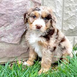 Buckwheat - Red merle Aussiedoodle puppy in Minersville, Utah from Utah Faith Doodles