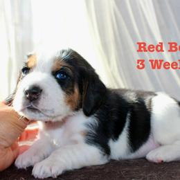 Red Boy - Black white and tan male Beagle puppy in Grantsville, Maryland from Fable & Fern Beagles