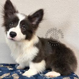 Cherry - Gray and white female American Corgi puppy in Hico, Texas from Chisholm Trail Kennels
