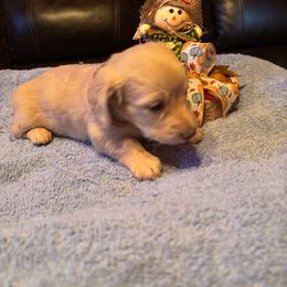 Boy 2 - Cream male Dachshund puppy in Stilwell, Oklahoma from Double Down Doxies