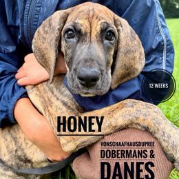 Honey - Brindle female Great Dane puppy in Columbus, Ohio from Von Schaaf Haus DuPree