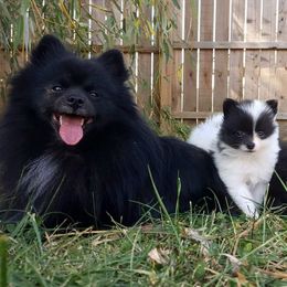 Pomeranian Puppies from Pawsome Poms
