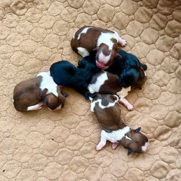 Boy 4 - Liver and white male Shih Tzu puppy in Stroud, Oklahoma from Laik’s Little Shihtz & Poms