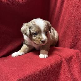 Red Merle Male - Red merle male Toy Australian Shepherd puppy in Billings, Montana from Chapman's Aussies