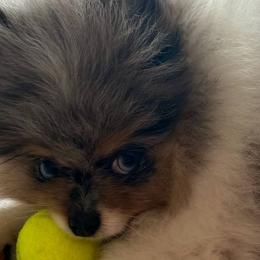Pomeranians from JeweledPoms