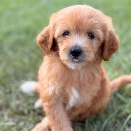 Boy 2 - Red  male Goldendoodle puppy in Meridian, Mississippi from Magnolia Poodles and Doodles