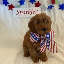 Goldendoodle Puppies from OnlyGoldendoodles