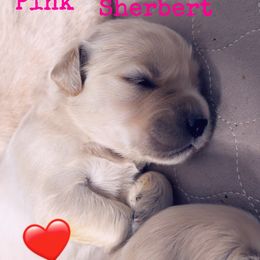 Golden Retriever Puppies from Ruff Life Goldens