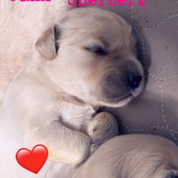 Golden Retriever Puppies from Ruff Life Goldens