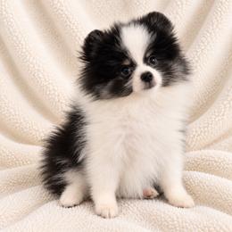 Max - Black parti male Pomeranian puppy in Sandia, Texas from Broken Arrow Poms