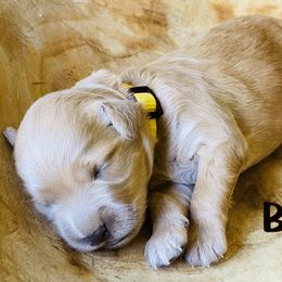 Goldendoodle Puppies from Stoney Creek Doodles