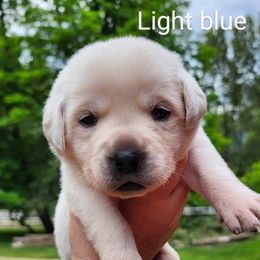 Light blue collar - Yellow female Labrador Retriever puppy in Mossyrock, Washington from White River Labradors