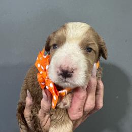 Orange - Yellow and white male Bernedoodle puppy in Petersburg, Michigan from Brittany’s Mini Bernedoodles