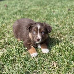 Romeo - Red tri male Miniature Australian Shepherd puppy in California from Eagle River Aussies