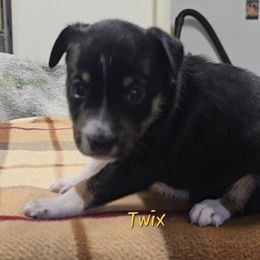 Twix - Black tan and white female Rat Terrier puppy in Divide, Colorado from Outlaw Farm and Kennel