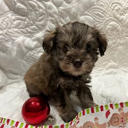 Mocha - Salt and pepper female Miniature Schnauzer puppy in Stevenson, Alabama from Joyce's Miniature Schnauzers