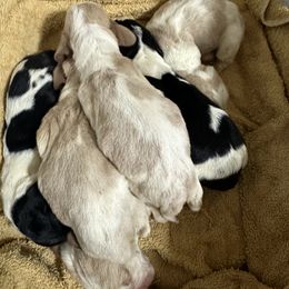 Basset Hound Puppies from Iron Sentry Farms