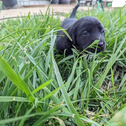 Dilute Retriever and Labrador Retriever Puppies from LC Hunting Labs, LLC.