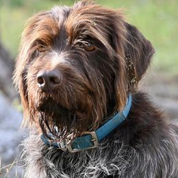 Wirehaired Pointing Griffons from Star•CH Wirehaired Pointing Griffons