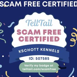 Goldendoodle Puppies from KSchott Kennels