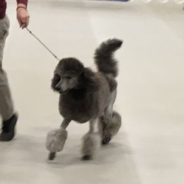 Zane - Poodle