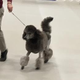 Zane - Poodle