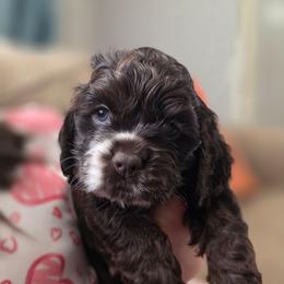 Forest - Brown male Cocker Spaniel puppy in Winston Salem, North Carolina from The Hearthstead