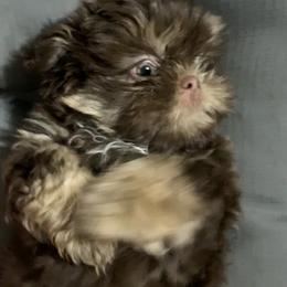 Shih Tzu Puppies from Mosley Kennel Shih Tzu