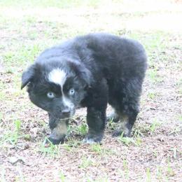 Bud - Black tri-color male Australian Shepherd puppy in Macon, Georgia from Shaina’s Shepherds