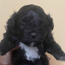 Shihpoos from Dws_kennelservices