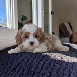 April - Blenheim female Cavapoo puppy in Tucson, Arizona from Adored Poodle & Doodles