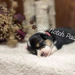 Pembroke Welsh Corgi Puppies from Top-Notch Paws
